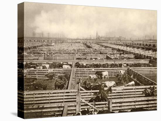 Cattle Pens at the Union Stockyards, Chicago, 1890s-null-Premier Image Canvas