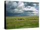 Cattle Ranching, N3 Highway, South Africa, Africa-Alain Evrard-Premier Image Canvas