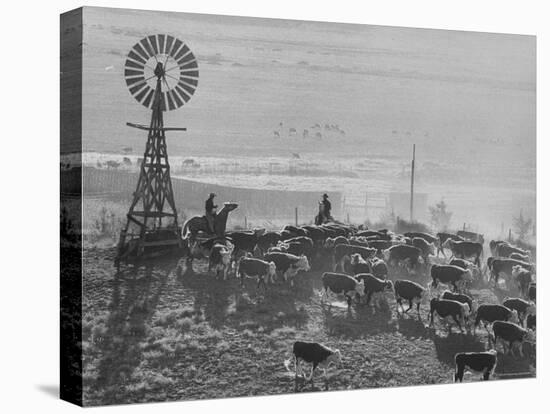 Cattle Round Up on South Dakota Cattle Ranch-Grey Villet-Premier Image Canvas