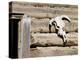 Cattle Skull on Cabin near Salmon, Idaho, USA-Chuck Haney-Premier Image Canvas