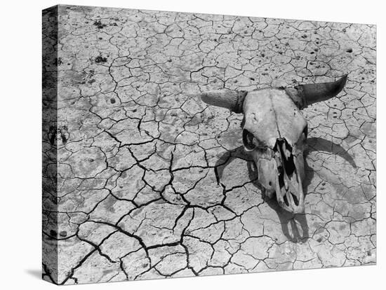 Cattle Skull on the Parched Earth-Arthur Rothstein-Premier Image Canvas