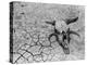 Cattle Skull on the Parched Earth-Arthur Rothstein-Premier Image Canvas