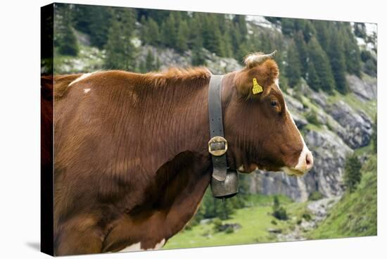 Cattle, Switzerland-Bob Gibbons-Premier Image Canvas