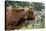 Cattle, Switzerland-Bob Gibbons-Premier Image Canvas
