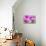 Cattleya Orchid-Island Leigh-Premier Image Canvas displayed on a wall