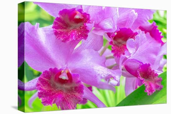 Cattleya Orchid-Island Leigh-Premier Image Canvas