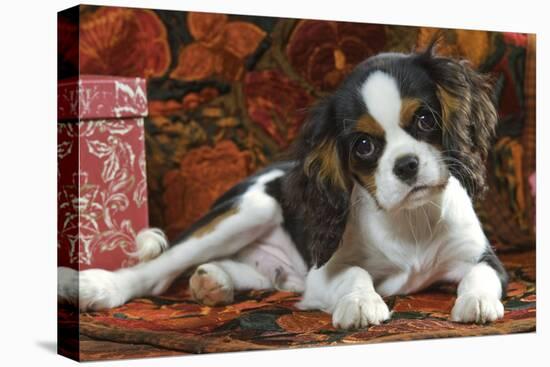 Cavalier King Charles Dog Puppy-null-Premier Image Canvas