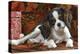 Cavalier King Charles Dog Puppy-null-Premier Image Canvas