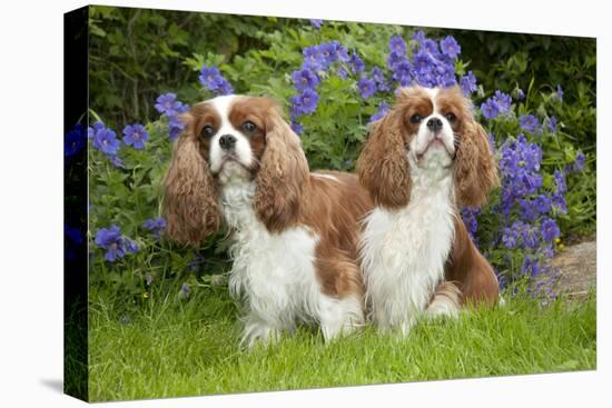Cavalier King Charles' Sitting Together in Garden-null-Premier Image Canvas