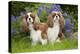 Cavalier King Charles' Sitting Together in Garden-null-Premier Image Canvas