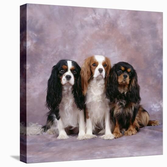 Cavalier King Charles Spaniel Dog Three in Line-null-Premier Image Canvas