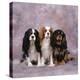 Cavalier King Charles Spaniel Dog Three in Line-null-Premier Image Canvas