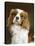 Cavalier King Charles Spaniel Dog-null-Premier Image Canvas