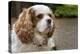 Cavalier King Charles Spaniel, on her driveway in Autumn. (PR)-Janet Horton-Premier Image Canvas