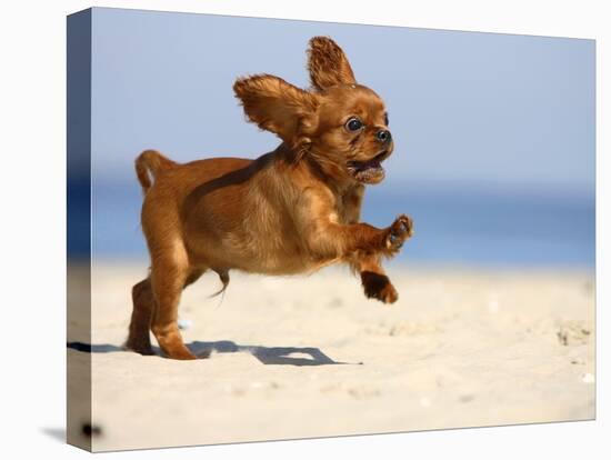 Cavalier King Charles Spaniel, Puppy, 14 Weeks, Ruby, Running on Beach, Jumping, Ears Flapping-Petra Wegner-Premier Image Canvas