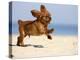 Cavalier King Charles Spaniel, Puppy, 14 Weeks, Ruby, Running on Beach, Jumping, Ears Flapping-Petra Wegner-Premier Image Canvas