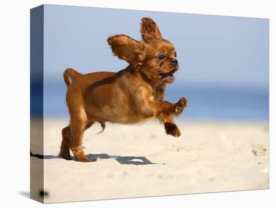 Cavalier King Charles Spaniel, Puppy, 14 Weeks, Ruby, Running on Beach, Jumping, Ears Flapping-Petra Wegner-Premier Image Canvas