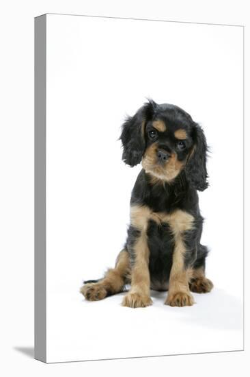 Cavalier King Charles Spaniel Puppy 6-7 Weeks Old-null-Premier Image Canvas