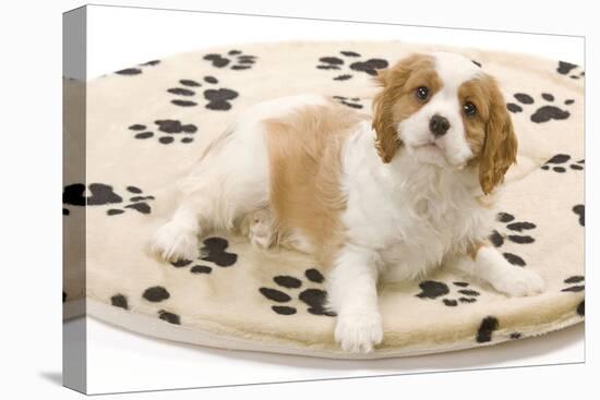 Cavalier King Charles Spaniel Puppy Lying on Bed-null-Premier Image Canvas