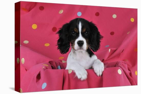 Cavalier King Charles Spaniel Puppy Sitting-null-Premier Image Canvas