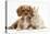 Cavalier King Charles Spaniel Puppy, Star, with Sandy Rabbit-Mark Taylor-Premier Image Canvas