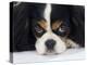 Cavalier King Charles Spaniel, Tricolour, Portrait-Petra Wegner-Premier Image Canvas