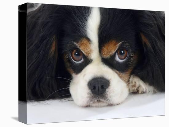 Cavalier King Charles Spaniel, Tricolour, Portrait-Petra Wegner-Premier Image Canvas