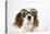 Cavalier King Charles Spaniel Wearing Joke-null-Premier Image Canvas