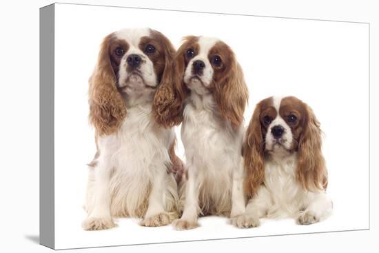 Cavalier King Charles Spaniel-null-Premier Image Canvas