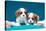 Cavalier Puppies with Shells-Zandria Muench Beraldo-Premier Image Canvas