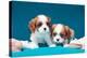 Cavalier Puppies with Shells-Zandria Muench Beraldo-Premier Image Canvas