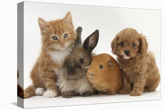 Cavapoo (Cavalier King Charles Spaniel X Poodle) Puppy with Rabbit, Guinea Pig and Ginger Kitten-Mark Taylor-Premier Image Canvas