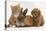 Cavapoo (Cavalier King Charles Spaniel X Poodle) Puppy with Rabbit, Guinea Pig and Ginger Kitten-Mark Taylor-Premier Image Canvas