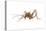 Cave Cricket (Ceuthophilus Uhleri), Insects-Encyclopaedia Britannica-Stretched Canvas
