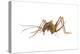 Cave Cricket (Ceuthophilus Uhleri), Insects-Encyclopaedia Britannica-Stretched Canvas