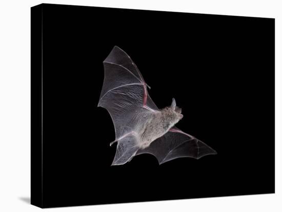 Cave Myotis (Myotis Velifer) in Flight in Captivity, Hidalgo County, New Mexico, USA, North America-James Hager-Premier Image Canvas