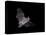 Cave Myotis (Myotis Velifer) in Flight in Captivity, Hidalgo County, New Mexico, USA, North America-James Hager-Premier Image Canvas