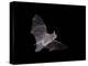 Cave Myotis (Myotis Velifer) in Flight in Captivity, Hidalgo County, New Mexico, USA, North America-James Hager-Premier Image Canvas