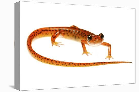 Cave Salamander (Eurycea Lucifuga) Nachez Trace Parkway, Mississippi, USA-Jp Lawrence-Premier Image Canvas