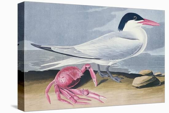 Cayenne Tern-John James Audubon-Premier Image Canvas