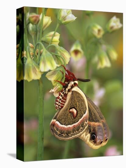 Cecropia Moth on Alium Flowers-Nancy Rotenberg-Premier Image Canvas