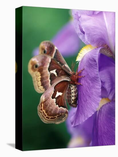 Cecropia Moth on Iris in Garden-Nancy Rotenberg-Premier Image Canvas