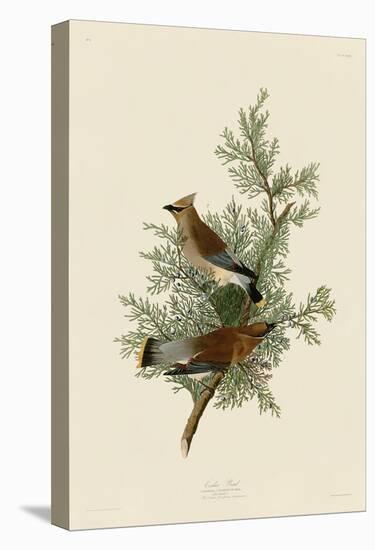 Cedar Bird-John James Audubon-Stretched Canvas