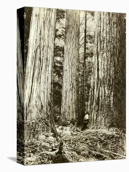 Cedar on Left, Douglas Fir on Right, Undated-Asahel Curtis-Premier Image Canvas