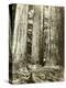 Cedar on Left, Douglas Fir on Right, Undated-Asahel Curtis-Premier Image Canvas