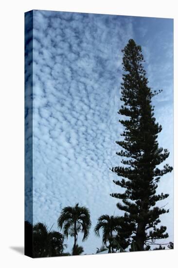 Cedar Palm Sky Vertical-Robert Goldwitz-Premier Image Canvas