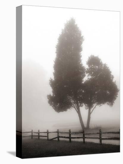 Cedar Tree and Fence-Nicholas Bell-Premier Image Canvas