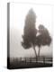 Cedar Tree and Fence-Nicholas Bell-Premier Image Canvas