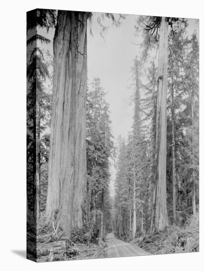 Cedar Trees, Clearwater, WA, 1936-Ashael Curtis-Premier Image Canvas