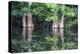 Cedar Trees in Suwannee River, Florida, USA-Sheila Haddad-Premier Image Canvas